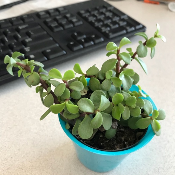 Meet your Posher, Jen - Picture 1 of 1